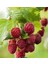 Rubus Idaeus L. Yediveren Ahududu Fidanı, Torbada 1