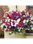 Karışık Renklerde Petunya Çiçeği TOHUMU-100 Tohum 1