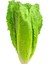 Soğuklara Dayanıklı Yedikule Marul Tohumu-10 Gram 1