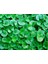 Dichondra Repens Fare Kulağı Çim Tohumu 500GR 2