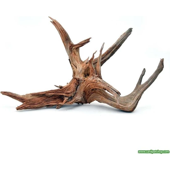 Canlı Petshop Yati  Kökü (Red Moor Wood )- M - 10-15 cm