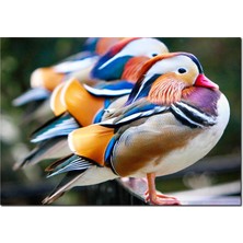 Cakatablo Ahşap Tablo  Mandarin Ördekleri