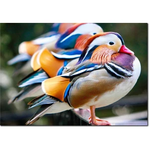 Cakatablo Ahşap Tablo  Mandarin Ördekleri