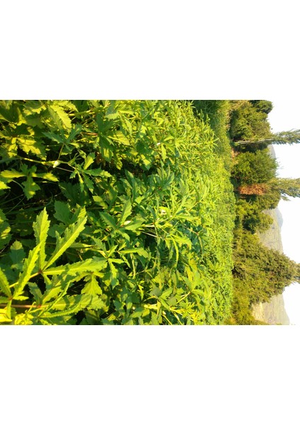 Taze Bamya 500 gr