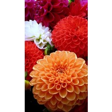 Nandina Botanik Yıldız Çiçeği Soğanı ( Dahlıa Yumrusu) 5 Adet Renkli Karışık