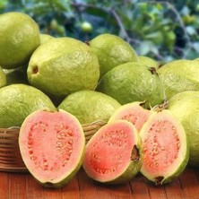 Berke Fidancılık Bodur Pembe Guava Fidanı Saksıda