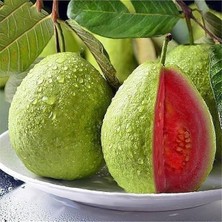 Reyon Bahçe 2 Yaş Kırmızı Guava Fidanı, Torbada