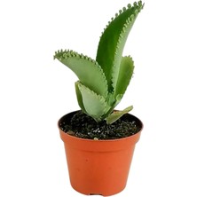 Serra Aşkın Gözyaşı Çiçeği Mini (Kalanchoe Daigremontiana)