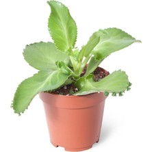 Serra Aşkın Gözyaşı Çiçeği Mini (Kalanchoe Daigremontiana)