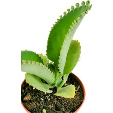 Serra Aşkın Gözyaşı Çiçeği Mini (Kalanchoe Daigremontiana)