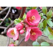 Rüzgar Botanik Pembe Bahardalı Japon Ayvası Fidanı Saksılı 40 cm 60 cm