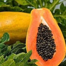 İstanbulmuz Bodur Papaya Fidanı Torbalı Sınırlı Stok