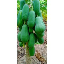 İstanbulmuz Bodur Papaya Fidanı Torbalı Sınırlı Stok