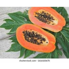 İstanbulmuz Tüplü Papaya Ağaç Kavunu Fidanı