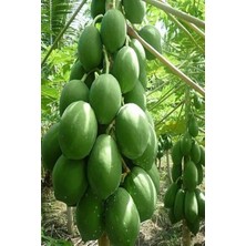 İstanbulmuz Tüplü Papaya Ağaç Kavunu Fidanı