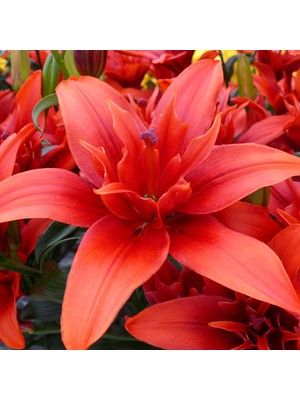 Nandina Botanik 3 Katmerli Kırmızı Kokulu Lilyum (Zambak) Çiçeği Soğanı Zarif Bitki