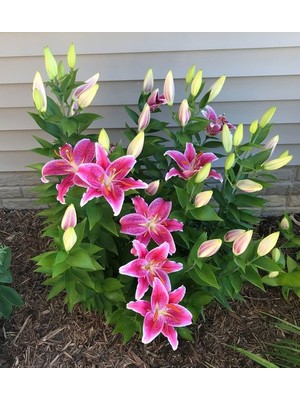 Nandina Botanik 3 Adet Pembe Kokulu Lilyum (Zambak) Çiçeği Soğanı