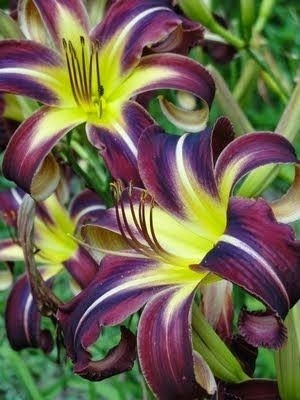 Nandina Botanik 3 Adet Mürdüm Sarı Kokulu Lilyum (Zambak) Çiçeği Soğanı
