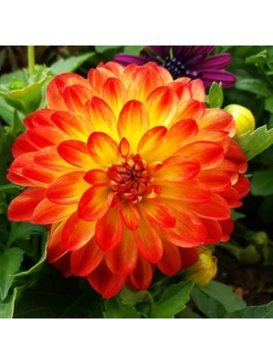 Nandina Botanik 3 Adet Yıldız Çiçeği Soğanı ( Dahlıa Yumrusu) Parlak Turuncu