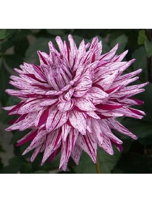 Nandina Botanik 3 Adet Yıldız Çiçeği Soğanı ( Dahlıa Yumrusu) Kırçıllı Koyu Pembei