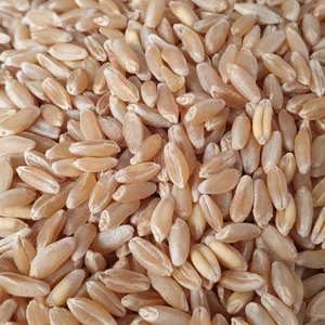 5 kg Iri Tanecikli Buğday Tavuk Güvercin Yemi Kılçıksız Elenmiş Ekin Ördek Kaz Yemi Kuş Yemi Buğday