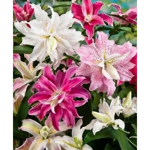 Nandina Botanik 4'lü Katmerli Karışık Kokulu Lilyum (Zambak) Çiçeği Soğanı