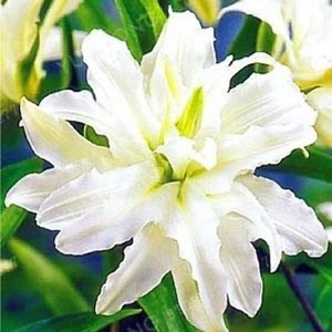 Nandina Botanik 3 Adet Katmerli Beyaz Kokulu Lilyum (Zambak) Çiçeği Soğanı