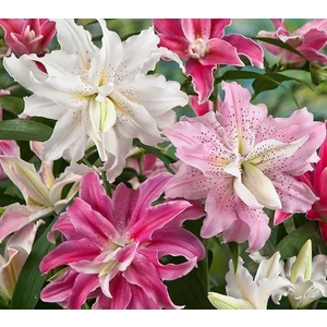 Nandina Botanik 3'lü Katmerli Karışık Kokulu Lilyum (Zambak) Çiçeği Soğanı
