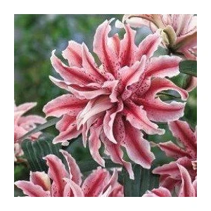 Nandina Botanik 3 Adet Katmerli Ebruli Pembe Kokulu Lilyum (Zambak) Çiçeği Soğanı