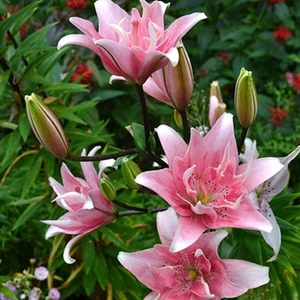 Nandina Botanik 3 Adet Katmerli Soft Pembe Kokulu Lilyum (Zambak) Çiçeği Soğanı