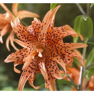 Nandina Botanik 3 Adet Katmerli Kahve Çilli Kokulu Lilyum (Zambak) Çiçeği Soğanı