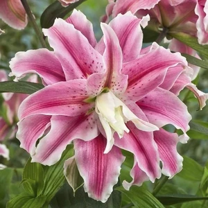 Nandina Botanik 3 Adet Katmerli Şeker Pembe Kokulu Lilyum (Zambak) Çiçeği Soğanı