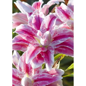 Nandina Botanik 3 Adet Katmerli Koyu Ebruli Kokulu Lilyum (Zambak) Çiçeği Soğanı