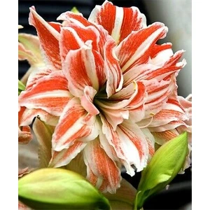 Nandina Botanik 3 Adet Katmerli Yavruağzı Kokulu Lilyum (Zambak) Çiçeği Soğanı