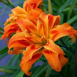 Nandina Botanik 3 Adet Katmerli Turuncu Kokulu Lilyum (Zambak) Çiçeği Soğanı