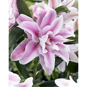 Nandina Botanik 3 Adet Katmerli Lila Kokulu Lilyum (Zambak) Çiçeği Soğanı