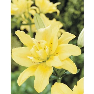 Nandina Botanik 3 Adet Katmerli Limon Sarısı Kokulu Lilyum (Zambak) Çiçeği Soğanı