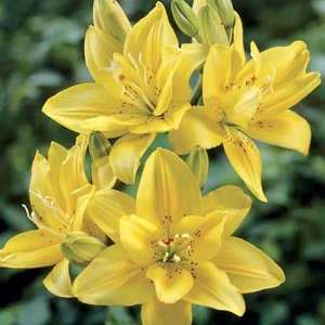 Nandina Botanik 3 Adet Katmerli Pastel Sarı Kokulu Lilyum (Zambak) Çiçeği Soğanı