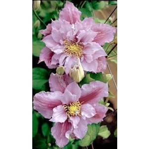 Nandina Botanik 3 Adet Katmerli Pudra Pembe Kokulu Lilyum (Zambak) Çiçeği Soğanı