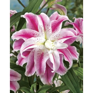 Nandina Botanik 3 Adet Katmerli Beyaz Pembe Kokulu Lilyum (Zambak) Çiçeği Soğanı