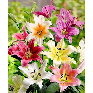 Nandina Botanik 5 Adet 5 Renk Karışık Kokulu Lilyum (Zambak) Çiçeği Soğanı