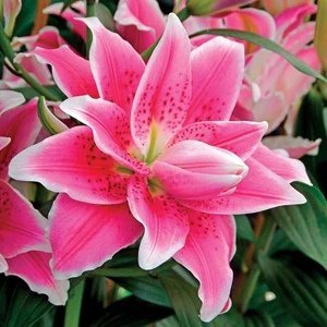 Nandina Botanik 3 Adet Katmerli Parlak Pembe Kokulu Lilyum (Zambak) Çiçeği Soğanı