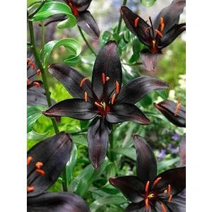 Nandina Botanik 3 Adet Siyah  Kokulu Lilyum (Zambak) Çiçeği Soğanı