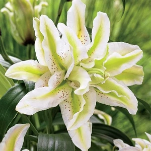 Nandina Botanik 3 Adet Yeşil Beyaz Kokulu Lilyum (Zambak) Çiçeği Soğanı