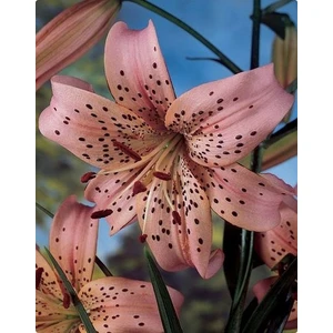 Nandina Botanik 3 Adet Çilli Gülkurusu Kokulu Lilyum (Zambak) Çiçeği Soğanı