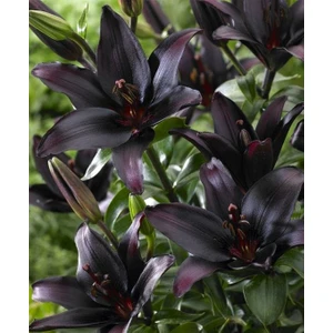 Nandina Botanik 3 Adet Siyah Bordo Kokulu Lilyum (Zambak) Çiçeği Soğanı