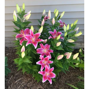 Nandina Botanik 3 Adet Pembe Kokulu Lilyum (Zambak) Çiçeği Soğanı