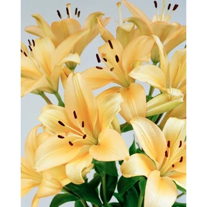 Nandina Botanik 3 Adet Soft Sarı Kokulu Lilyum (Zambak) Çiçeği Soğanı