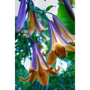 Nandina Botanik 3 Adet Özel Renkli Kokulu Lilyum (Zambak) Çiçeği Soğanı