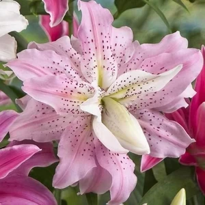 Nandina Botanik 3 Adet Katmerli Çilli Pembe Kokulu Lilyum (Zambak) Çiçeği Soğanı